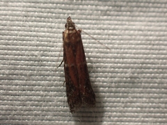 Ephestiodes erythrella