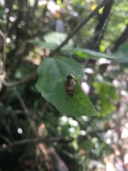 Eristalinus taeniops