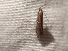 Ephestiodes erythrella