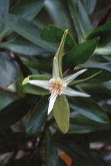 Pelliciera rhizophorae