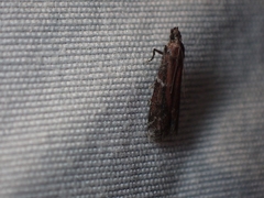 Ephestiodes erythrella