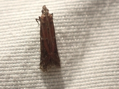 Ephestiodes erythrella