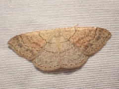 Cyclophora dataria