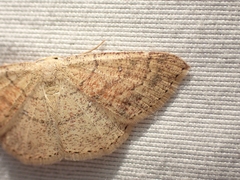 Cyclophora dataria