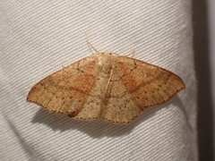 Cyclophora dataria