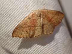 Cyclophora dataria
