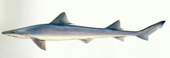 Spotless Smooth-Hound photo 5