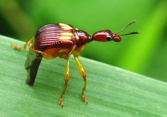 Hamiltonius quadriguttatus