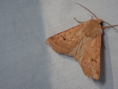 Dichagyris variabilis