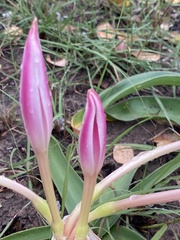 Crinum stuhlmannii delagoense