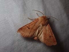 Dichagyris variabilis