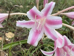 Crinum stuhlmannii delagoense