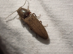 Melanotus longulus oregonensis