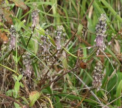 Allium carinatum pulchellum