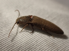 Melanotus longulus oregonensis