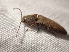 Melanotus longulus oregonensis