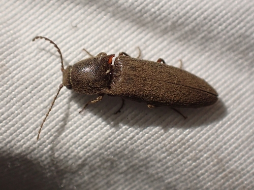 Melanotus longulus oregonensis