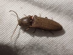 Melanotus longulus oregonensis