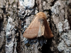 Dichagyris variabilis