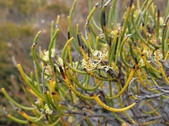 Hakea epiglottis