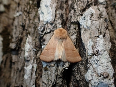 Dichagyris variabilis