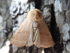 Dichagyris variabilis