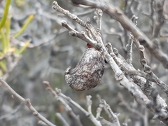 Hakea epiglottis