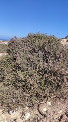 Erica manipuliflora