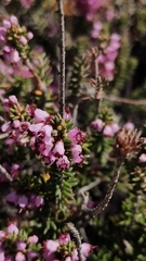 Erica manipuliflora