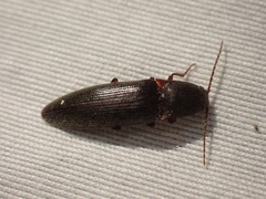 Melanotus longulus oregonensis