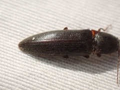Melanotus longulus oregonensis