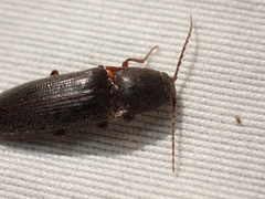 Melanotus longulus oregonensis