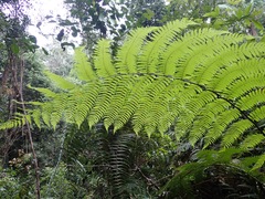 Alsophila latebrosa