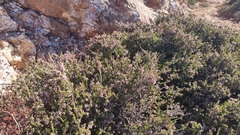 Erica manipuliflora