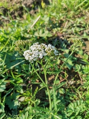 Achillea millefolium
