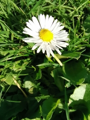 Bellis perennis