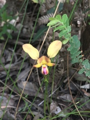 Diuris brumalis