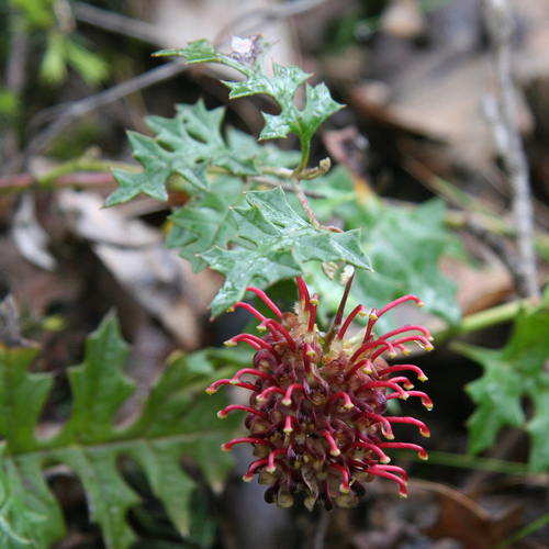 Image of Grevillea floripendula by (c) yatesy, some rights reserved (CC BY)