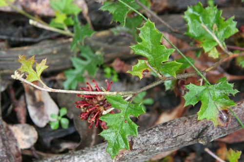Image of Grevillea floripendula by (c) yatesy, some rights reserved (CC BY)
