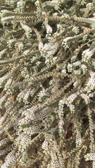 Heliotropium hirsutissimum