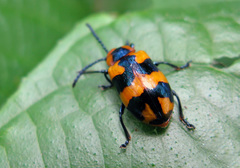 Phyllocharis undulata