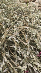 Heliotropium hirsutissimum