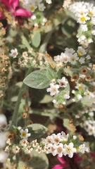 Heliotropium hirsutissimum