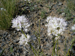 Allium polyrhizum