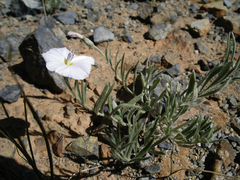 Convolvulus ammannii