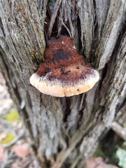 Postia pelliculosa