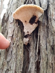Postia pelliculosa