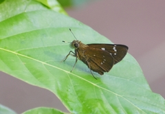 Pelopidas assamensis