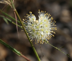 Allium ericetorum