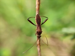 Riptortus linearis